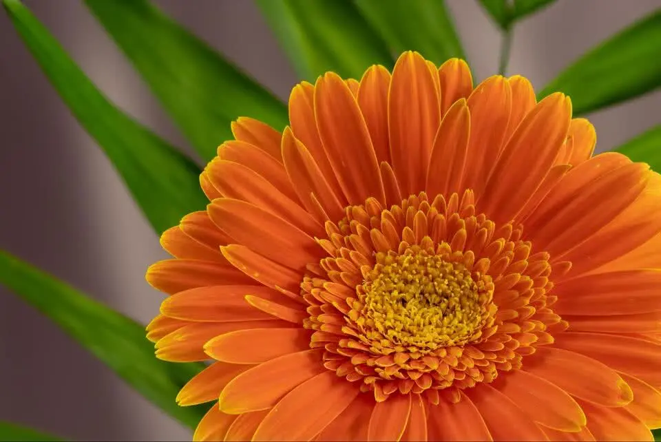 Gerbera Daisies