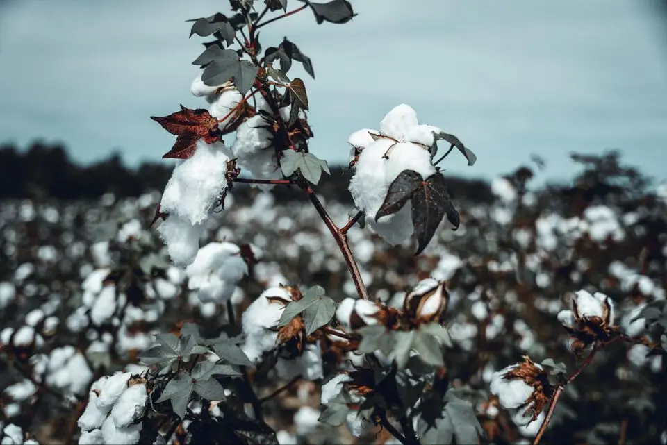 Cotton plant harvest.