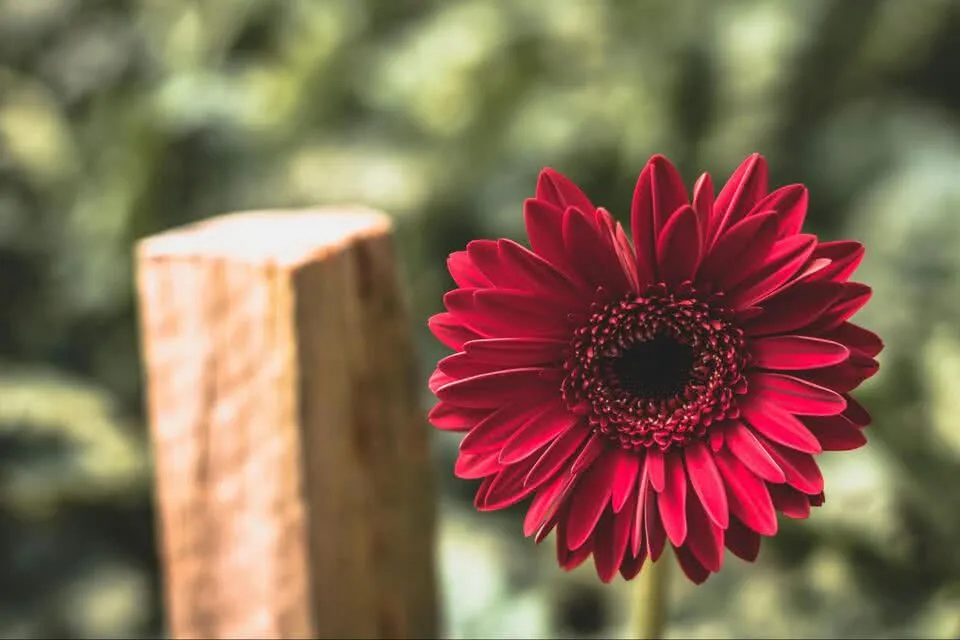 Gerbera Daisies