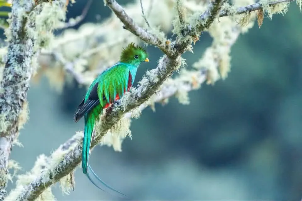 A Resplendent Quetzal on the Branch