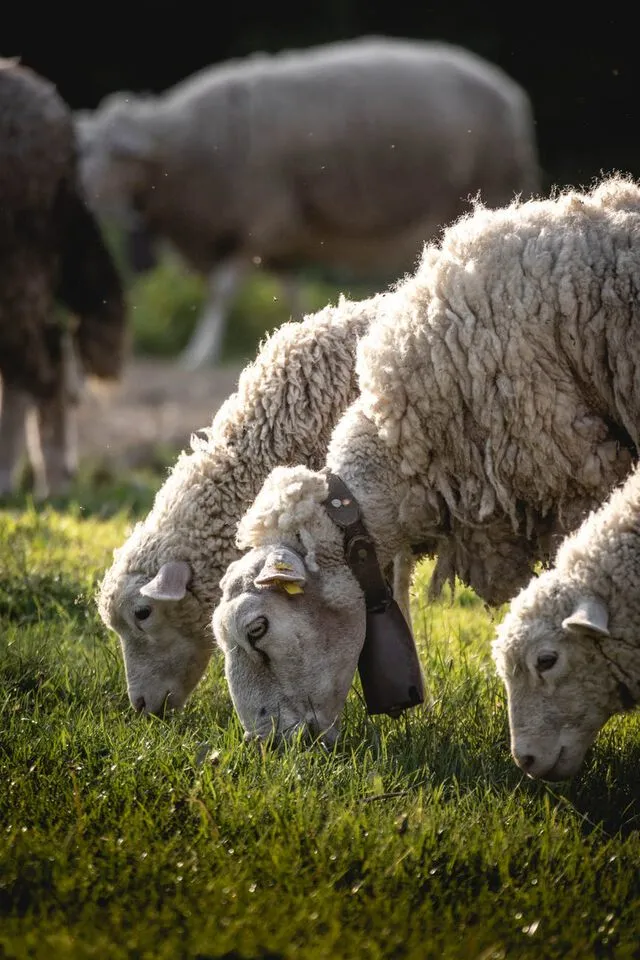 Grazing sheep