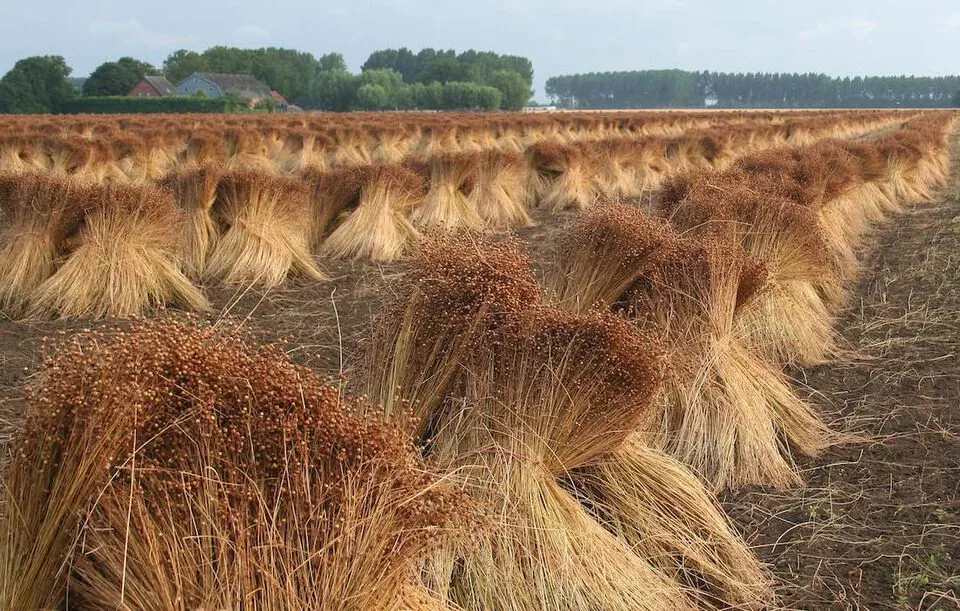 Flax plant pulled by the root and left out to dry.